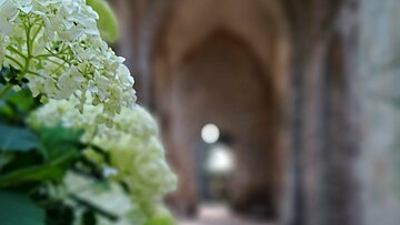 Hortensias et architecture en arc brisé