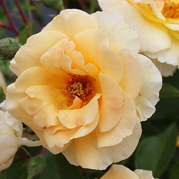 Rose jaune " Abbaye de Beauport "