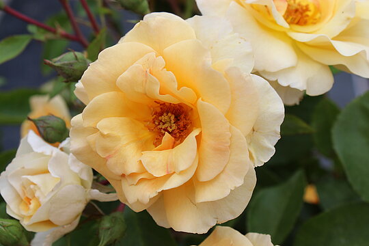 Rose jaune " Abbaye de Beauport "